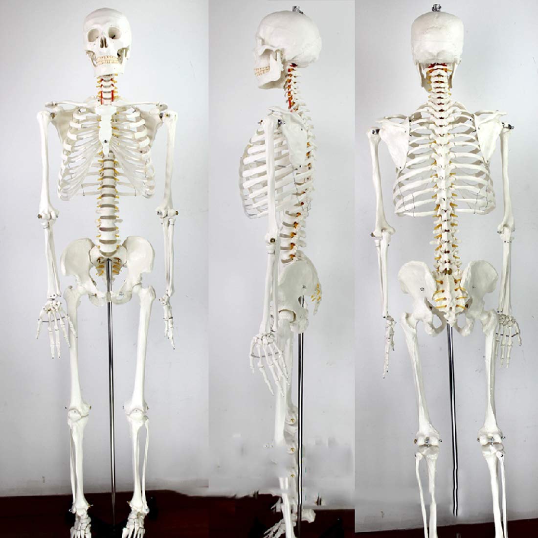 ☠️ガイコツ　医学教本　人体の骨格 解剖学の骸骨 anatomy skeletonの図形 | Quizlet